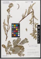 Foto von Salix xanthicola K. I. Chr.